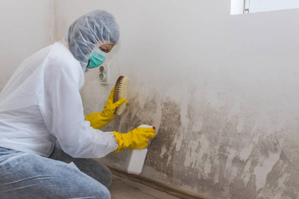 Best Forensic Mold Investigation in Edgar, WI